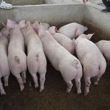 小猪崽子爆料视频大全最新,揭秘娱乐圈幕后真相  第1张