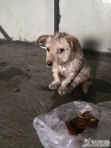 狗狗最新爆料视频下载免费  第2张